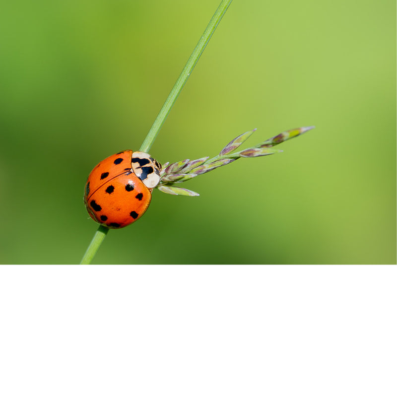 Lieveheersbeestje klimt over een grasspriet tegen een egaal groene achtergrond.