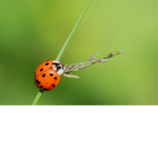 Lieveheersbeestje klimt over een grasspriet tegen een egaal groene achtergrond.