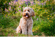 Krullende, blonde hond zit met open bek tussen paarse en gele wilde bloemen in een weelderig veld.