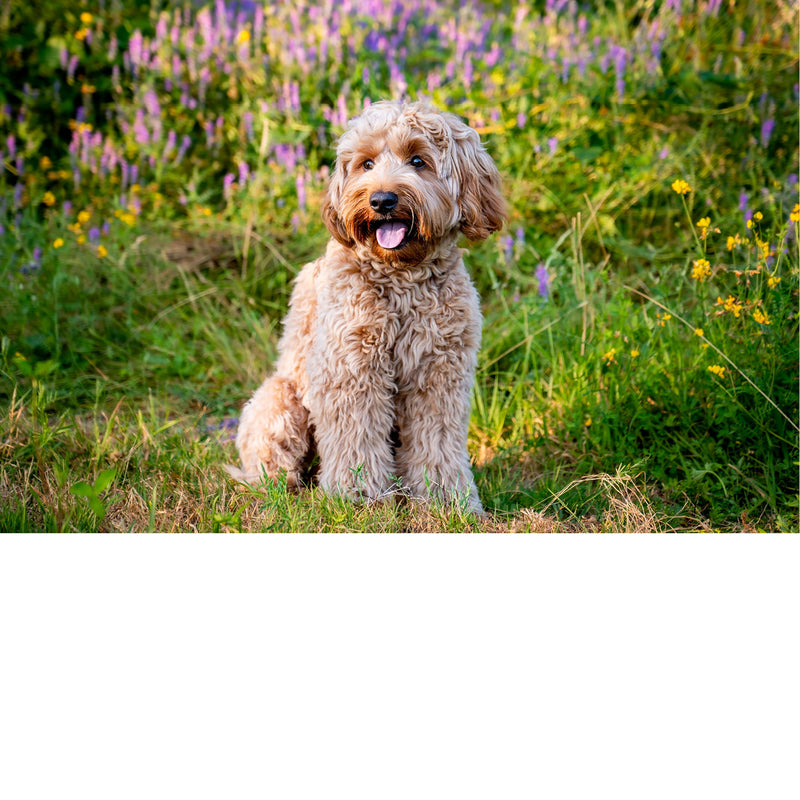 Krullende, blonde hond zit met open bek tussen paarse en gele wilde bloemen in een weelderig veld.