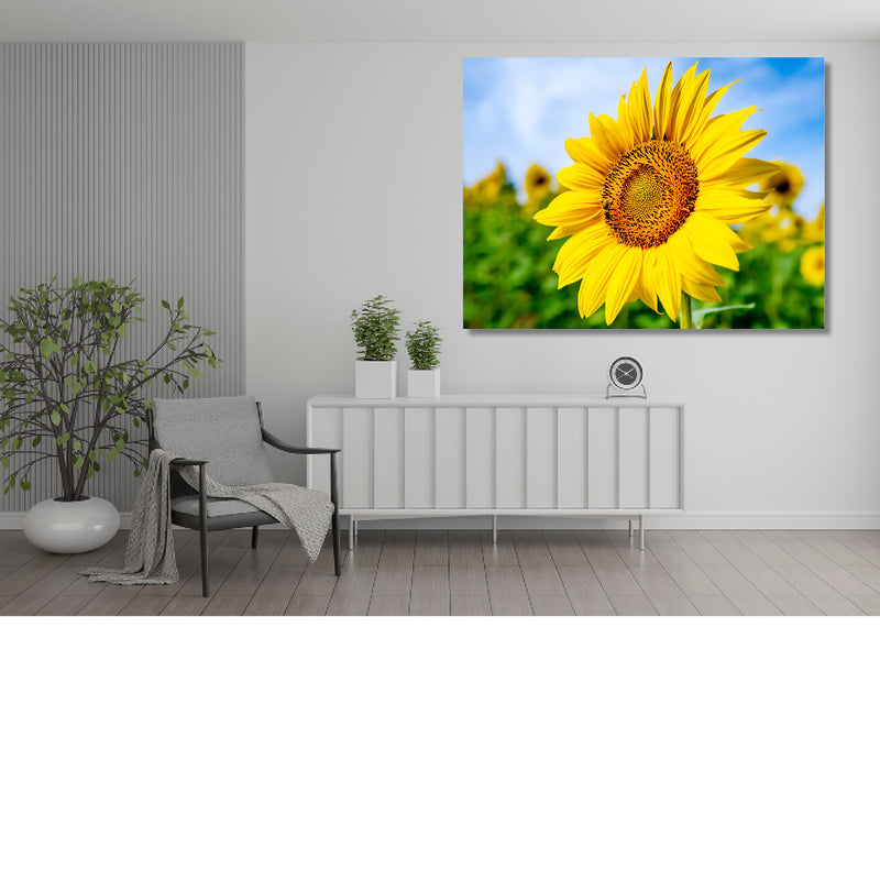 Zonnebloemenveld in de Zomer