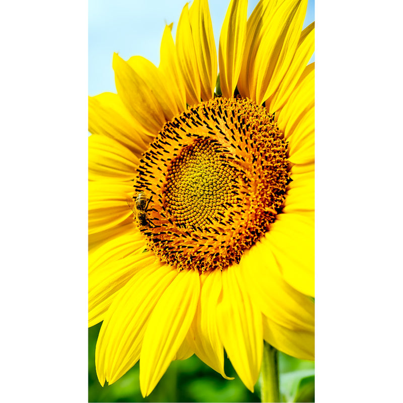 Zonnebloem in extreme close-up toont het bloemhart met een bij tussen de meeldraden, omgeven door felgele bloembladen die de volledige hoogte van het beeld vullen.