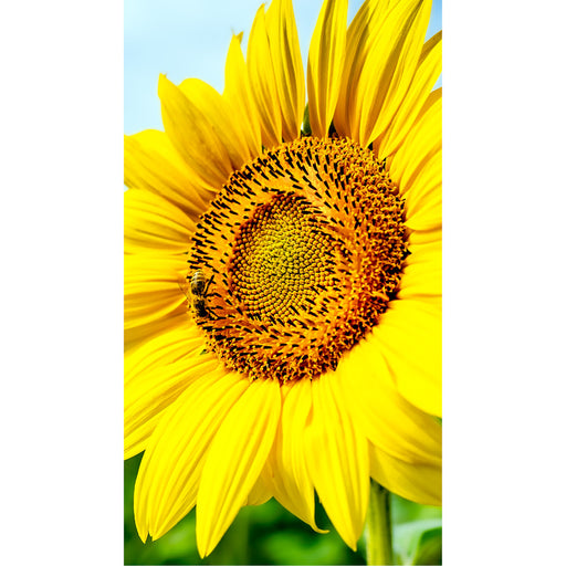 Zonnebloem in extreme close-up toont het bloemhart met een bij tussen de meeldraden, omgeven door felgele bloembladen die de volledige hoogte van het beeld vullen.