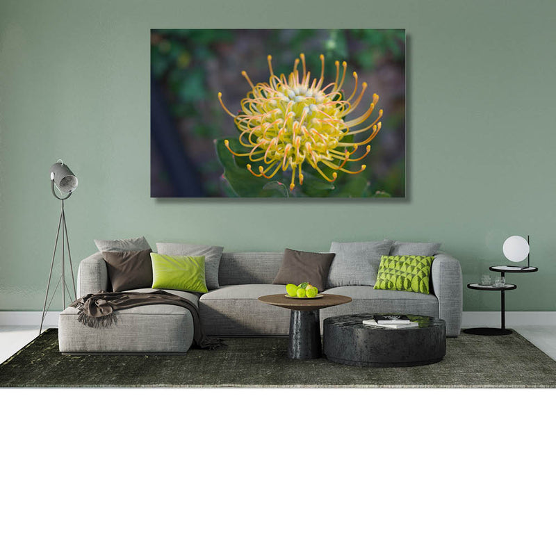 Leucospermum