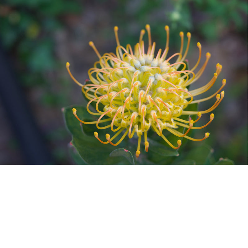 Gele bloem van een leucospermum. Leucospermum is een geslacht van groenblijvende, rechtopstaande, soms kruipende struiken en behoort tot de familie Proteaceae.  De bloemkop heeft het uiterlijk van een speldenkussen.