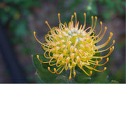 Gele bloem van een leucospermum. Leucospermum is een geslacht van groenblijvende, rechtopstaande, soms kruipende struiken en behoort tot de familie Proteaceae.  De bloemkop heeft het uiterlijk van een speldenkussen.