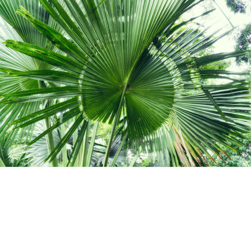 Palmbomen die schermen vormen waardoor de zon en lucht nauwelijks te zien zijn.