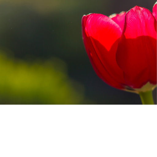 Detail van een tulp in tegenlicht