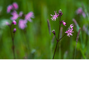 Koekoeksbloem