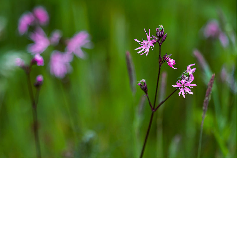 Koekoeksbloem