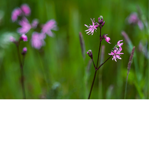 Koekoeksbloem