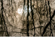 Reflecterende bomen in water