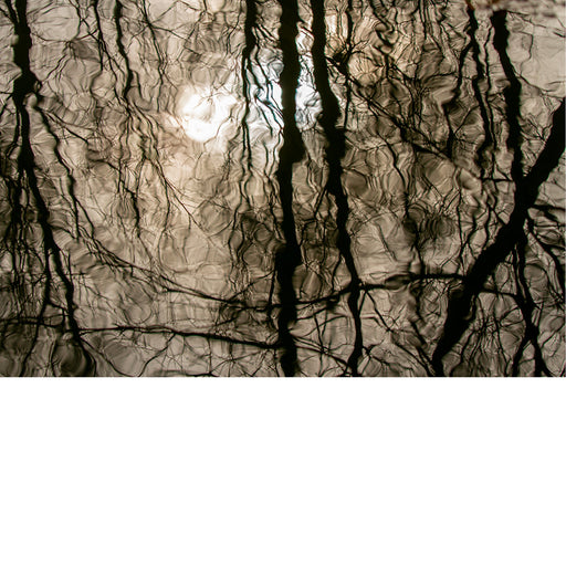 Reflecterende bomen in water