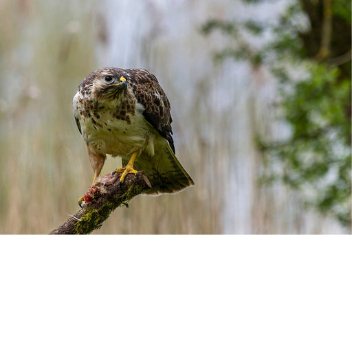 Buizerd op een tak met zijn prooi
