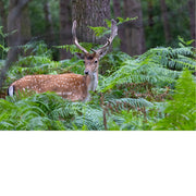 Damhert in het bos