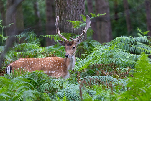 Damhert in het bos