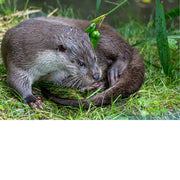 Otter in close-up