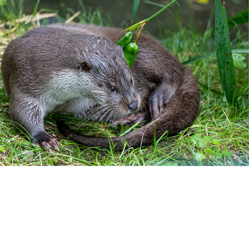 Otter in close-up