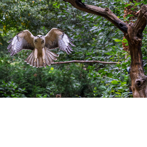Opvliegende buizerd 