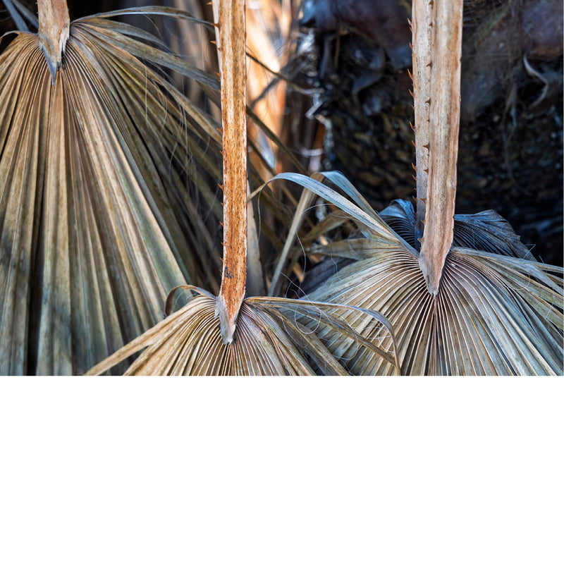 Verdorde bladeren van de waaierpalm