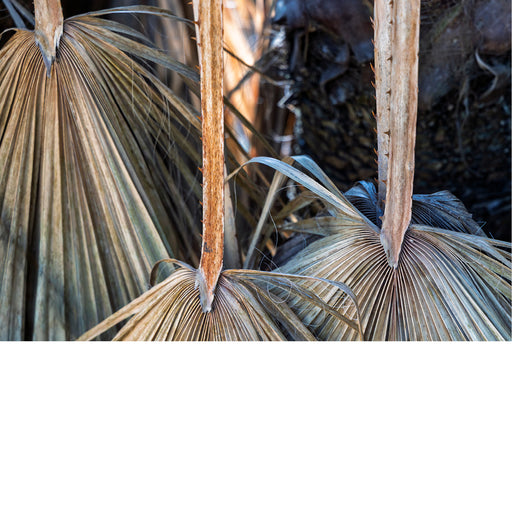 Verdorde bladeren van de waaierpalm