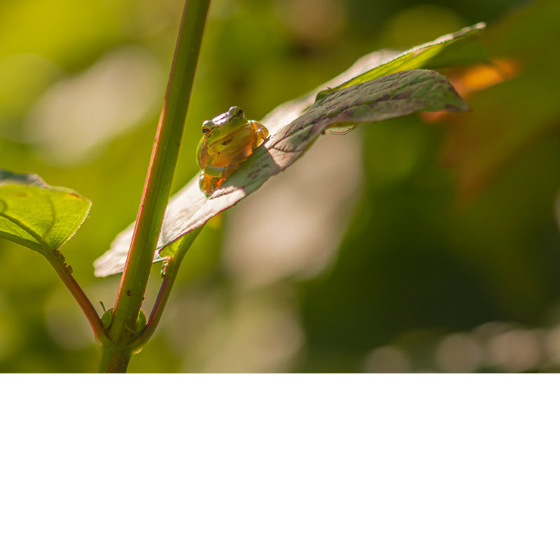 Boomkikker op een blad in warm tegenlicht