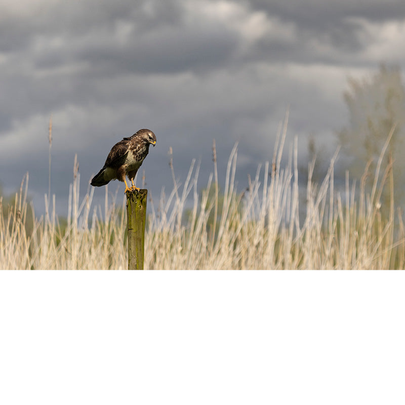 Buizerd op een paal onder een dreigende wolkenlucht