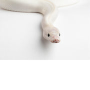 Koningspython (witte morph), gefotografeerd in studio 