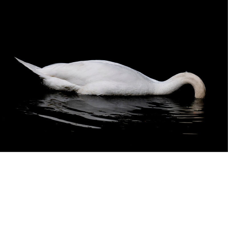 Zwaan die onder water naar voedsel hapt