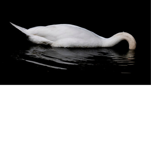 Zwaan die onder water naar voedsel hapt