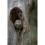 Holenuil in holte van een boom