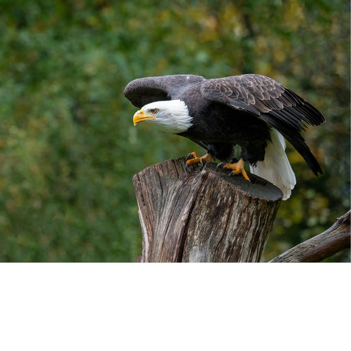 Amerikaanse Zeearend, vlak voor het wegvliegen