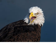 Deze Amerikaanse Zeearend is de officiële mascotte van  de Nederlandse voetbalploeg Vitesse Arnhem. Voor elke thuiswedstrijd, vliegt hij door het stadion,