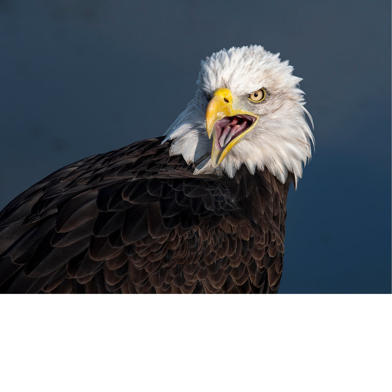 Deze Amerikaanse Zeearend is de officiële mascotte van  de Nederlandse voetbalploeg Vitesse Arnhem. Voor elke thuiswedstrijd, vliegt hij door het stadion,