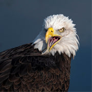 Deze Amerikaanse Zeearend is de officiële mascotte van  de Nederlandse voetbalploeg Vitesse Arnhem. Voor elke thuiswedstrijd, vliegt hij door het stadion,