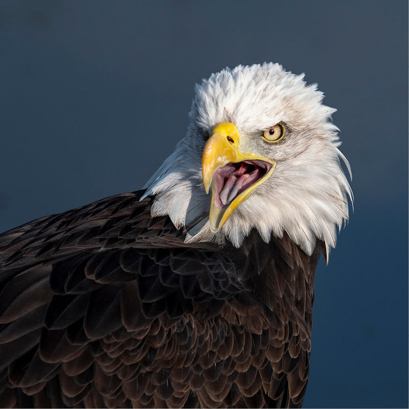 Deze Amerikaanse Zeearend is de officiële mascotte van  de Nederlandse voetbalploeg Vitesse Arnhem. Voor elke thuiswedstrijd, vliegt hij door het stadion,