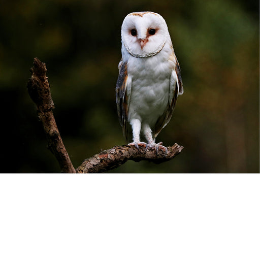 Oehoe uil 