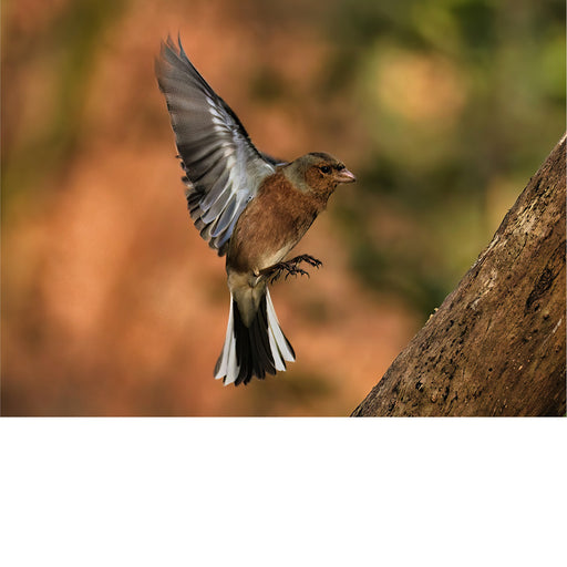 Vink in de lucht 