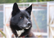 Husky Noorwegen