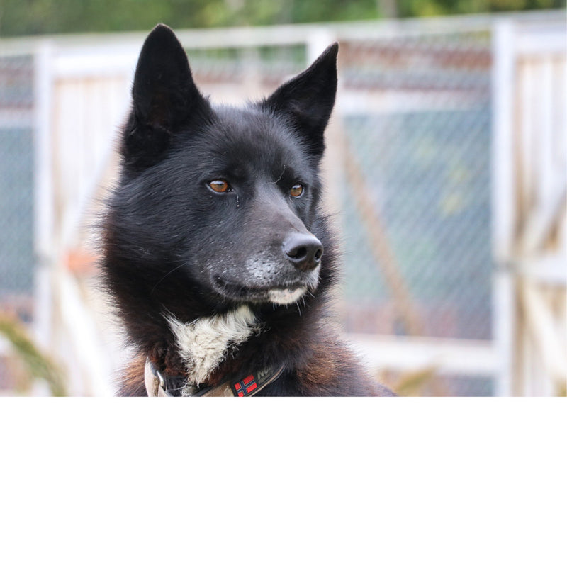 Husky Noorwegen