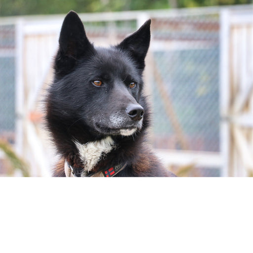 Husky Noorwegen
