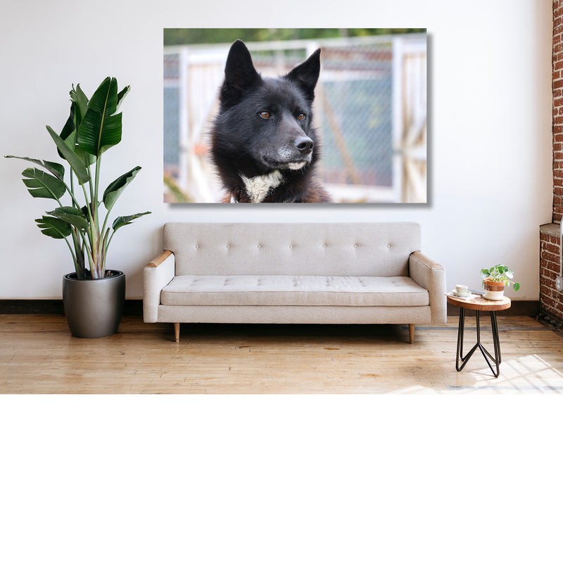 Husky
