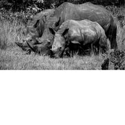 Witte neushoorn in het Ziwa Rhino Sanctuaru in Oeganda