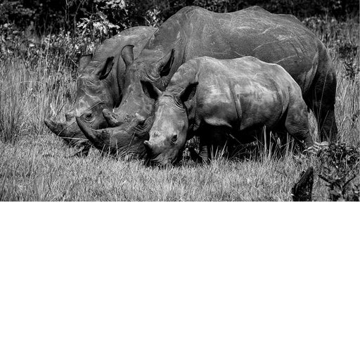 Witte neushoorn in het Ziwa Rhino Sanctuaru in Oeganda
