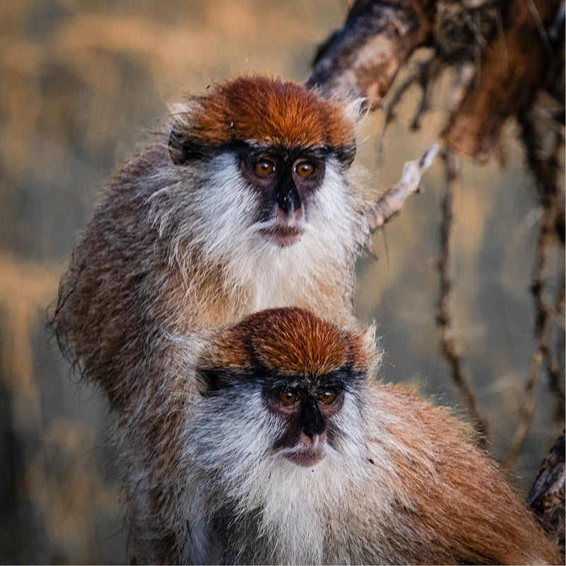 Patas aap in Oeganda