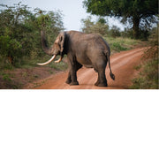 Afrikaanse olifant in Murchissons National park in Oeganda