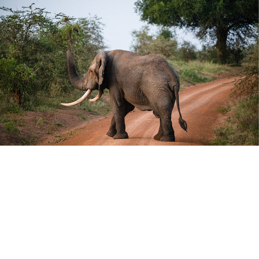 Afrikaanse olifant in Murchissons National park in Oeganda