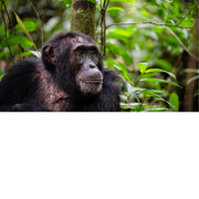 Chimpansee tracking in het Kibale Forest in Oeganda