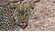 luipaard in Noord Queen Elisabeth National park