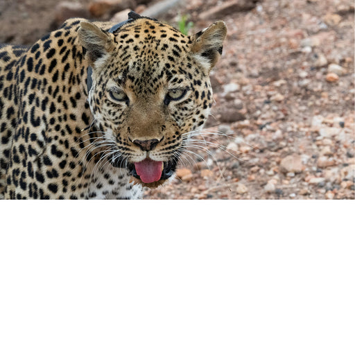 luipaard in Noord Queen Elisabeth National park